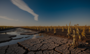 A landscape of dry riverbeds and wilting crops under a clear blue sky, illustrating the drought crisis in South Africa